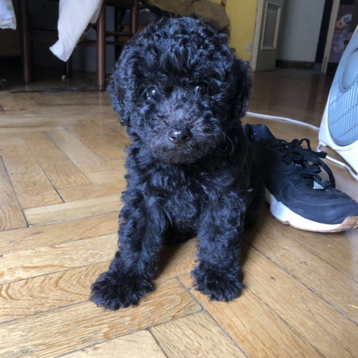 出售幼犬两个月nano黑色泰迪公
